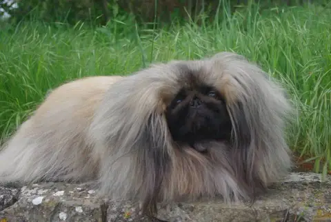 Pekinois  Chiot 2 J M'S Vagab photo 2