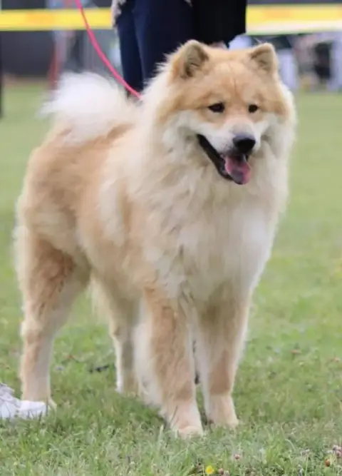Eurasier  Chiot 2 Des Loups Ariegeois photo 2