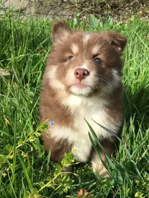 Chien Finnois De Laponie  Blake Du Domaine Des Trolls 894aa photo 3