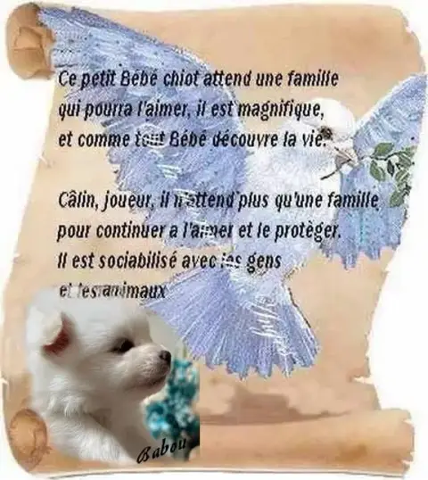 Spitz Allemand  Babou De La Licorne Des Anges photo 2