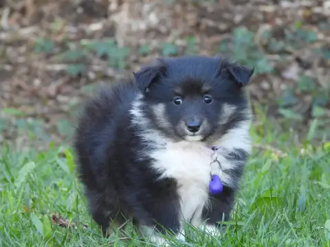 Shetland Sheepdog  Chiot N°3 Du Sapin Vert photo 2