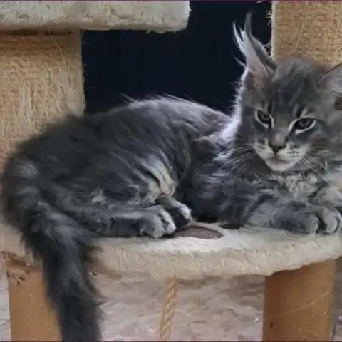 Maine-Coon Chatons