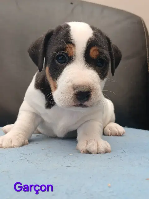 Jack Russell Terrier  Chiot N°1 Du Domaine De La Roch c6681