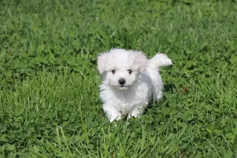 Bichon Frise  Chiot N°1 Du Royaume De Pandess