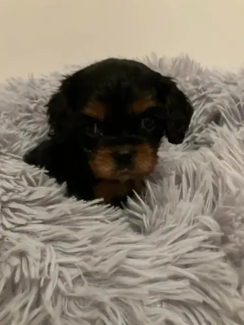 Cavalier King Charles Spaniel  Chiot N°4 Du Mont D'Am 2e8bc