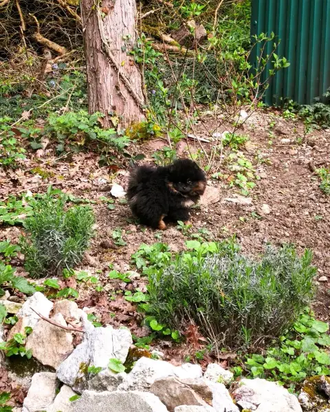 Spitz Allemand photo 2