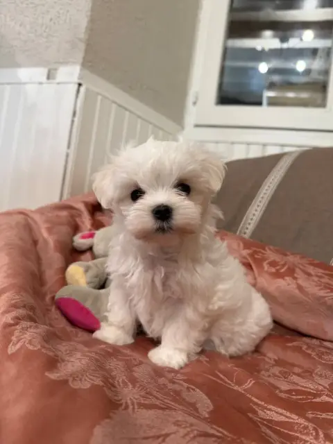 Bichon Maltais  Chiot N°2 Valma'S Signature