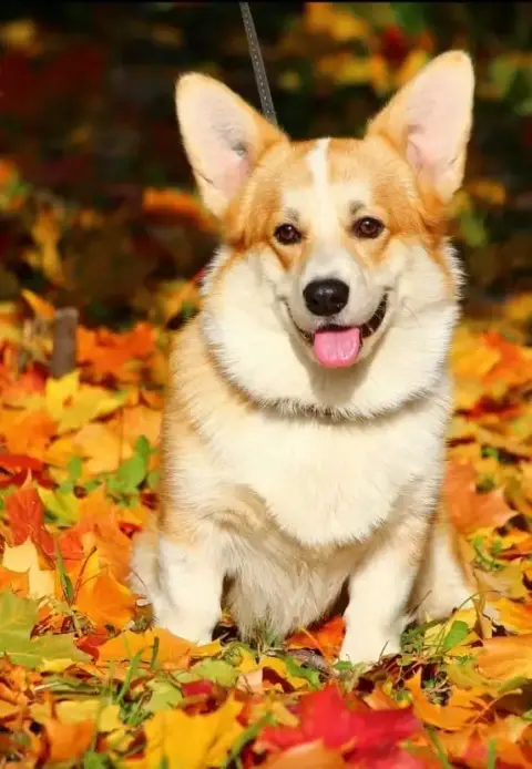 Welsh Corgi Pembroke  Bohemian Raphsody Eli'S Farm photo 2