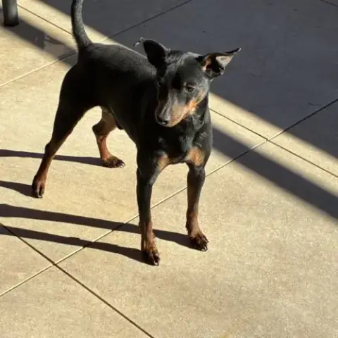 Saillie Pinscher Nain