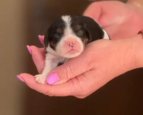 Cavalier King Charles Spaniel photo 3