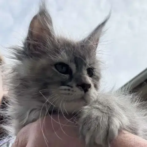 Maine Coon Black Tortie Smoke Ou Bleu Blotched Tor