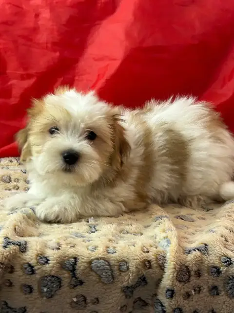 Coton De Tulear  Balko Du Hameau De Roxane