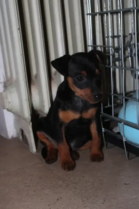 Pinscher Nain  Balma Angel Killer photo 2
