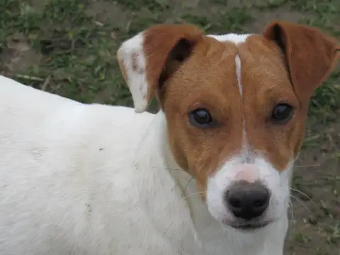 Jack Russell Terrier  Chiot N°1 Du Domaine De La Roch c6681 photo 2