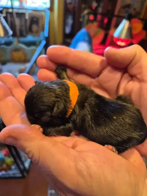 Pekinois  Chiot 3 J M'S Vagab