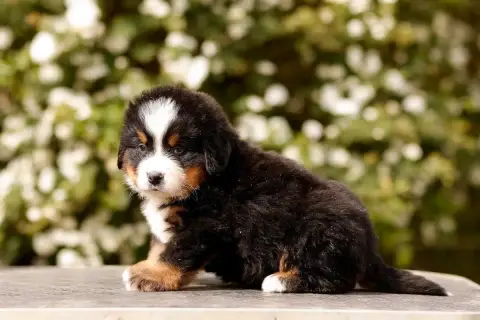 Bouvier Bernois  Chiot 1 De La Vallée De L'Hyrome photo 2