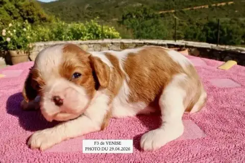 Cavalier King Charles Spaniel  F3 Venise De La Bastid 97ab0