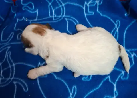 Coton De Tulear photo 2