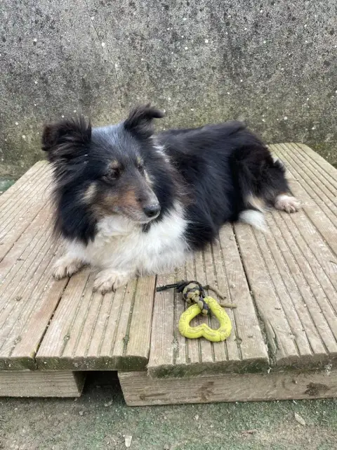 Shetland Sheepdog  Chiot 3 De La Foret Noir Et Feu photo 3