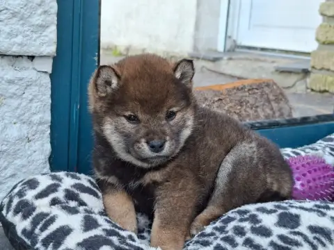 Shiba  Boa Hancock Of Skystaff Starbuck photo 3
