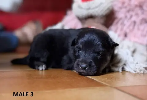 Chien Finnois De Laponie photo 3
