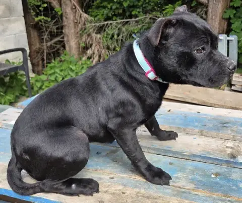 Staffordshire Bull Terrier  Verone photo 2