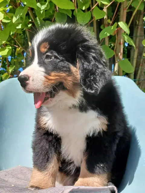 Bouvier Bernois  Chiot N°2 Du Domaine De La Rocherie 85e58