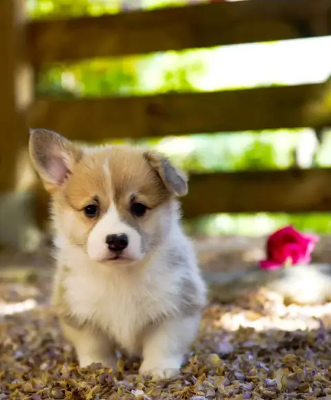 Welsh Corgi Pembroke  Chiot N°1 Des Jardins De Becky e7efd photo 2