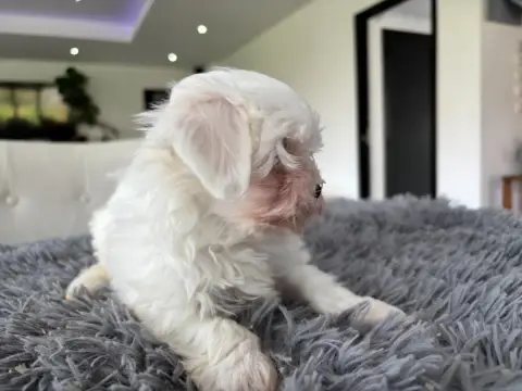 Bichon Maltais  Chiot N°3 Du Domaine De L'Écaillon photo 2
