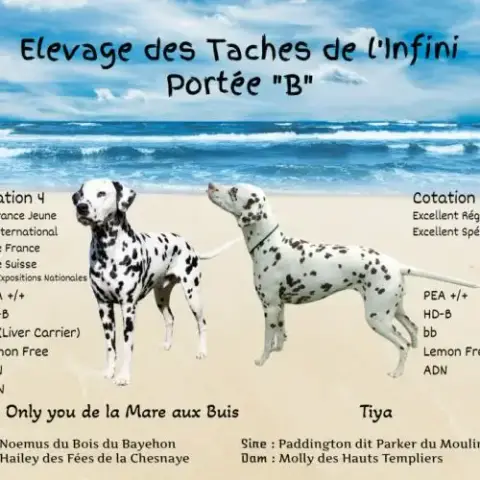 Chiots Dalmatien À Vendre