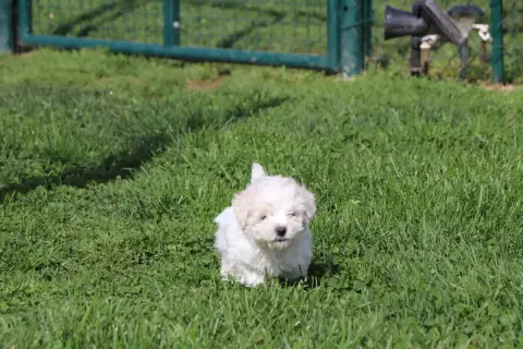 Bichon Frise  Chiot N°1 Du Royaume De Pandess photo 2