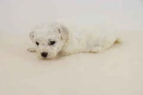 Bichon Frise  Chiot 4 De La Grande Equinoxe