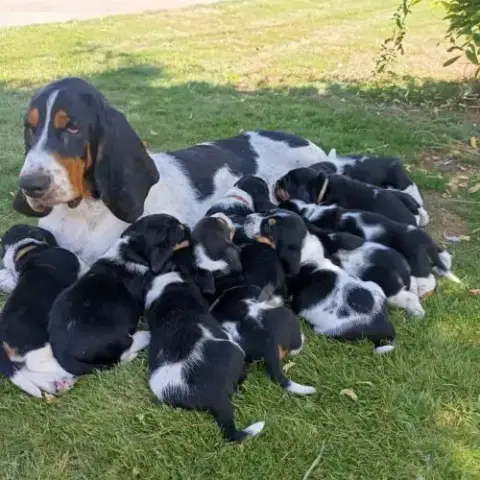 Chiots Basset Hound Tricolores Lof À Réserver