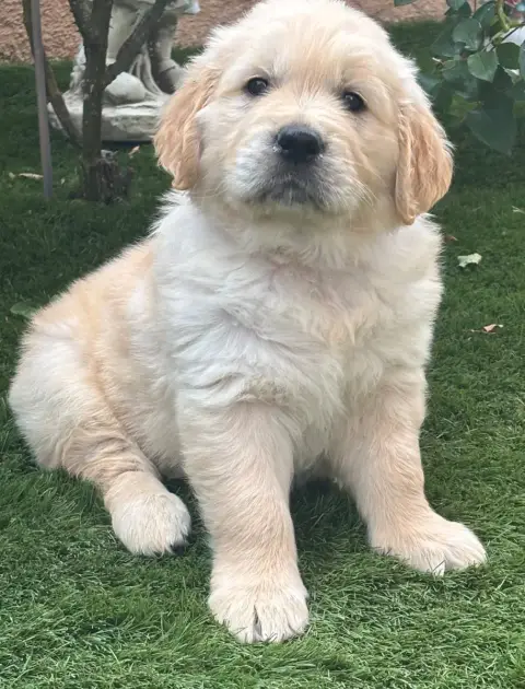 Golden Retriever  Rouge photo 2