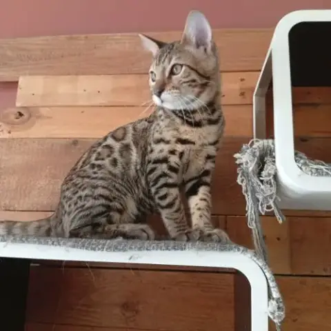 Male De Femelle Bengal