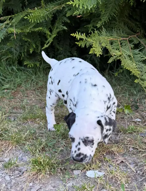 Dalmatien  Chiot 3 Valma'S Signature photo 3