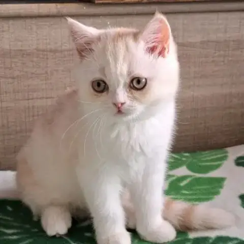 Autawa, Adorable Chaton