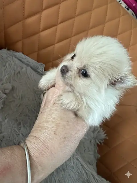 Spitz Allemand  Chiot 2 Des Dunes De Keremma photo 2