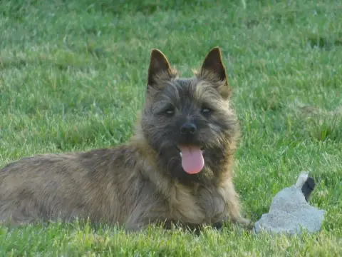 Cairn Terrier  Chiot 4 Du Banc Des Hermelles photo 3