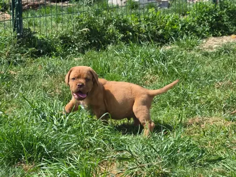 Dogue De Bordeaux  Barth De L'Elite Royal Dog