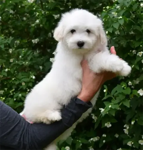 Coton De Tulear  Chiot N°7 De Dame Nature photo 2