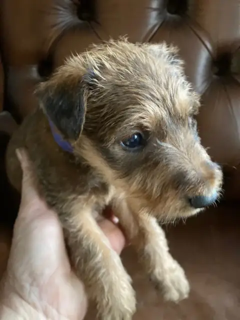 Irish Terrier  Barry photo 2