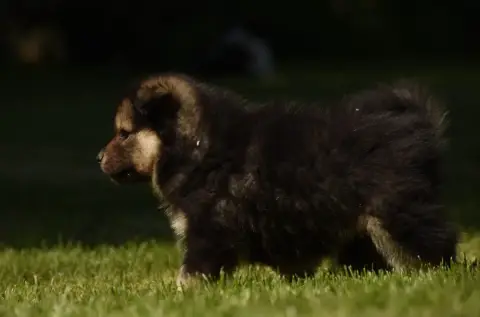 Chien Finnois De Laponie  Chiot N°2 Des Collines De S 05d1e photo 3