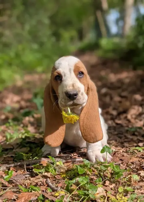 Basset Hound  Vert Des Terres Fleuries photo 2