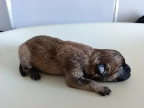 Eurasier  Chiot 3 Des Loups Ariegeois
