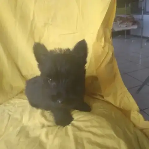 Terrier Écossais