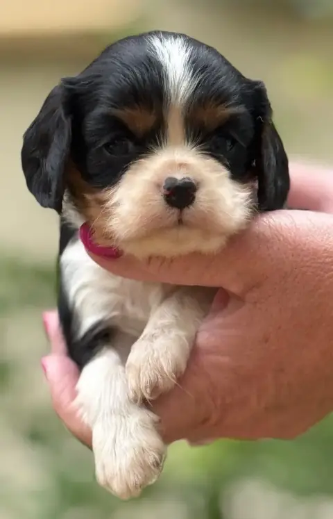 Cavalier King Charles Spaniel  Femelle 1 Du Royaume D 82fa3
