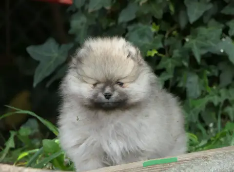 Spitz Allemand  Chiot Vert Des Brimbelles