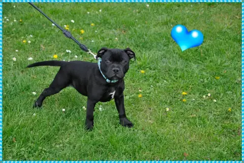 Staffordshire Bull Terrier  Boss Solfarino photo 2