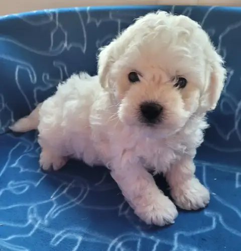 Bichon Frise  Chiot N°1 Des Marais De Courmont